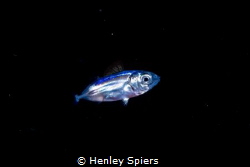 Larval Jack by Henley Spiers 